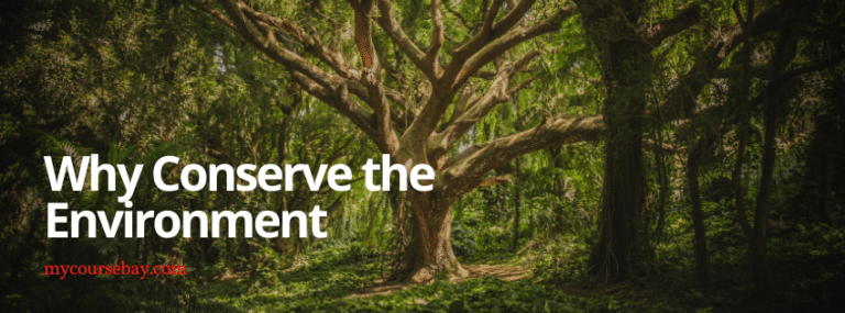 Easy Steps How to Write an Environment Conservation Essay - MyCoursebay